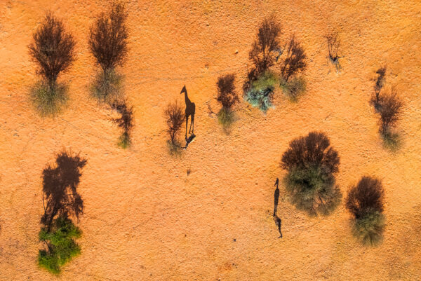 Kalahari Shadows
