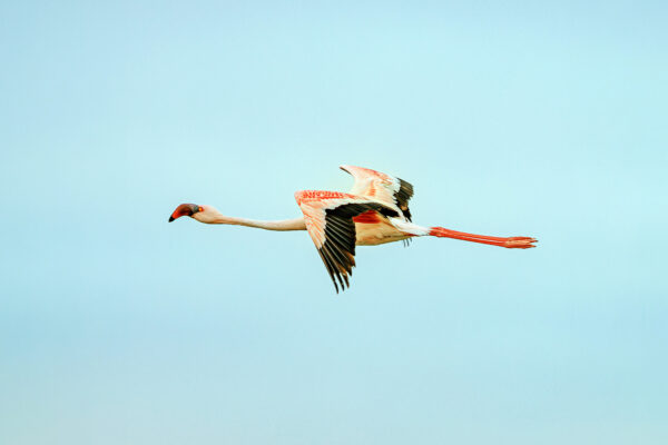 Pink Airline