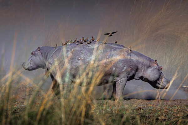Double Headed Hippo