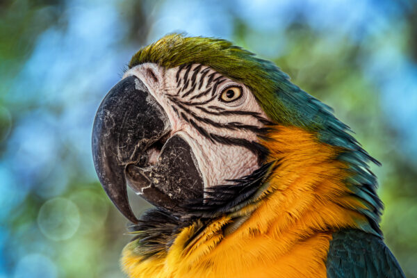Amazonas