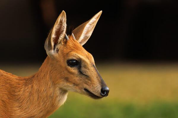 Bush Little Faun