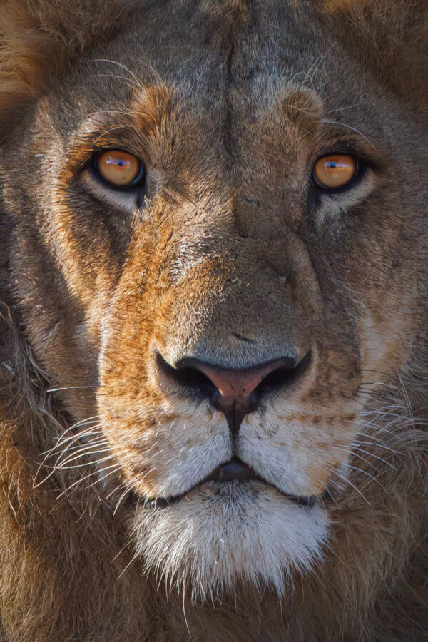 The Lion Teen