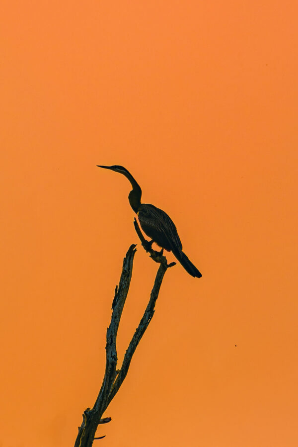 Nature Makes Logos