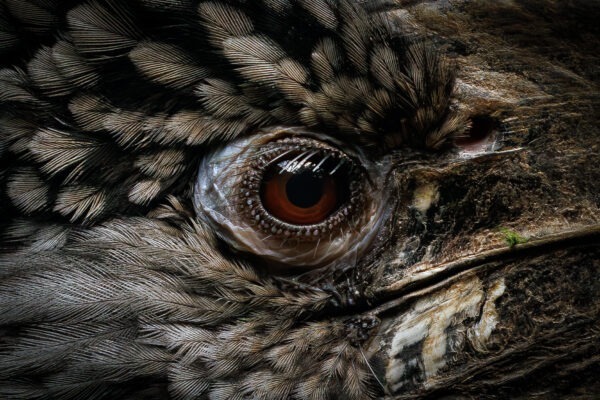 Eyes of the Wild