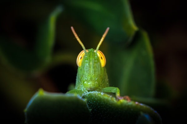 Peekaboo
