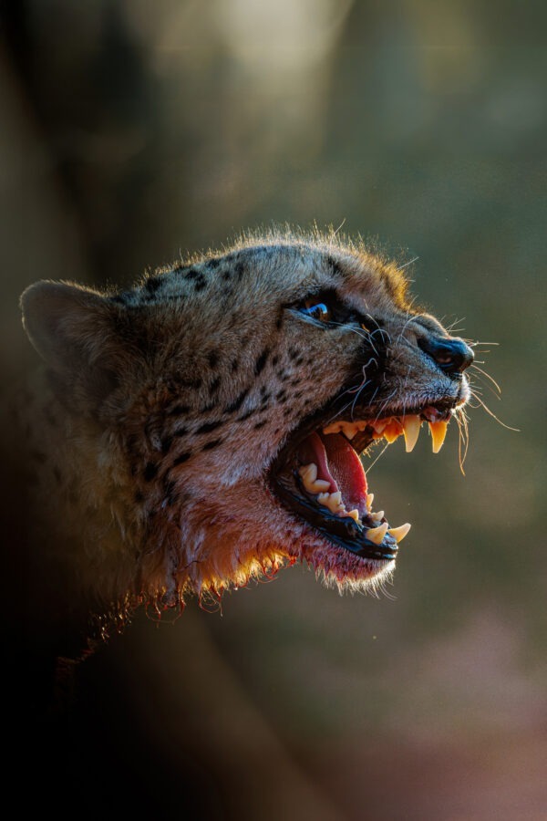 Call of the Wild