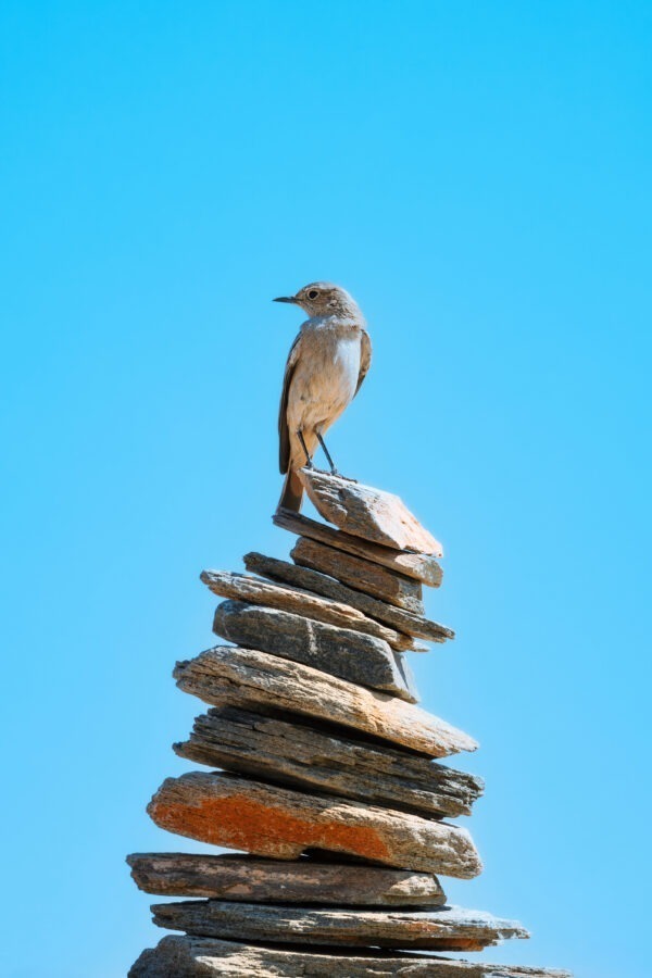 Birds Don't Pray