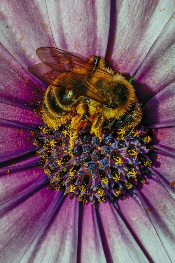 Drunken Lullabee