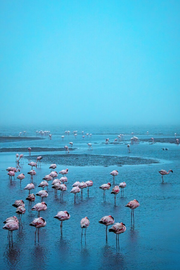 Pink on Blue