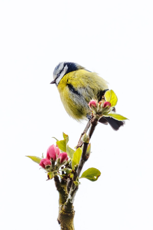 Little Wildlife Poetry