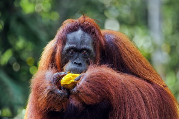You'd like to share some Mango?
