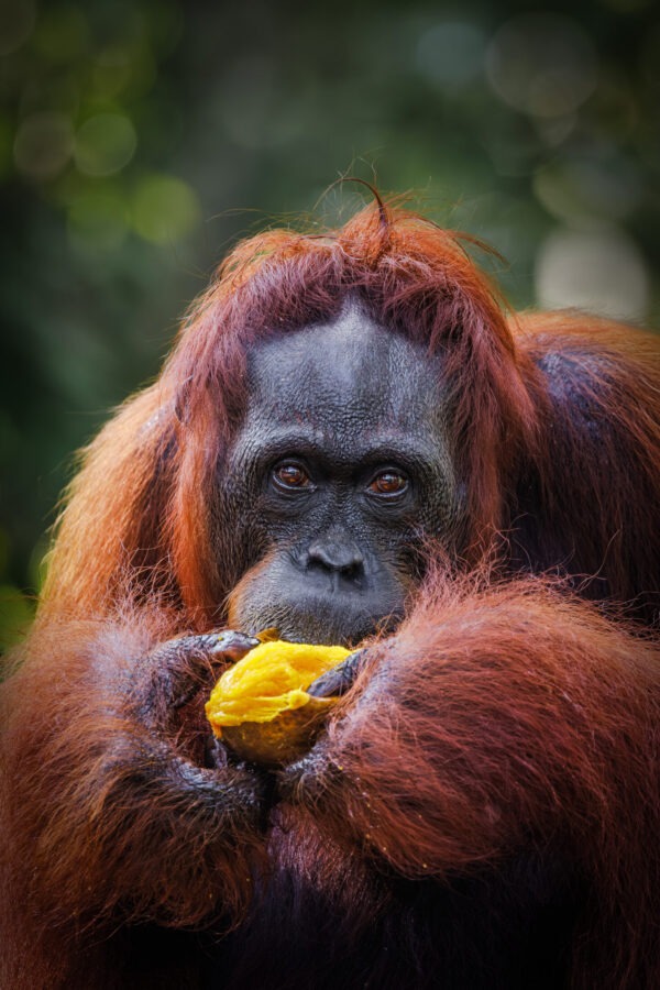 You'd like to share some Mango? (Vertical)