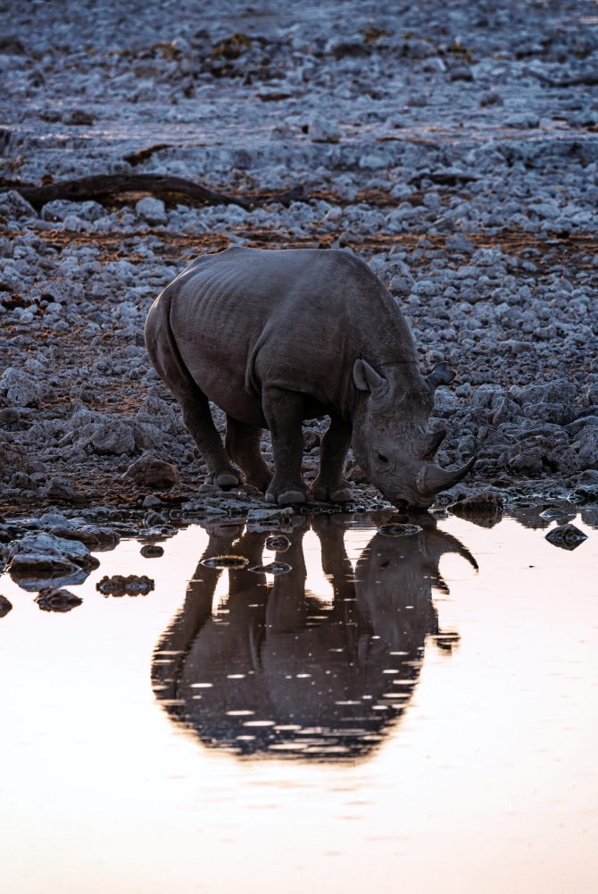 Black_Rhino_Etosha_3